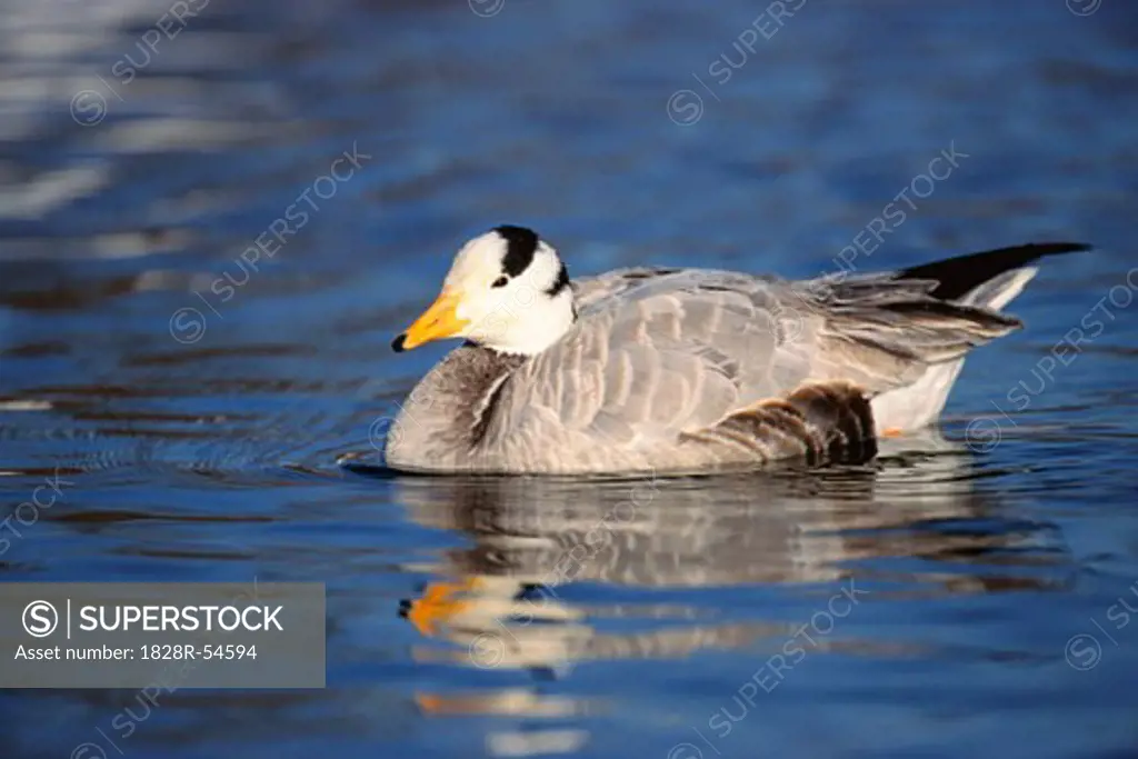 Bar-Headed Goose   