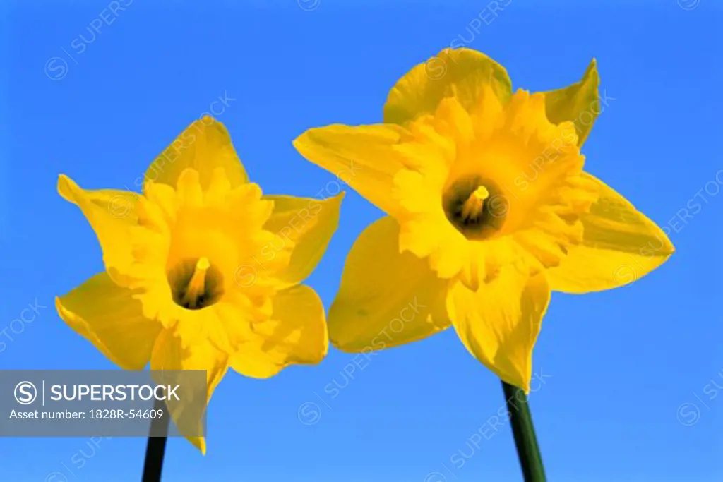 Daffodils   