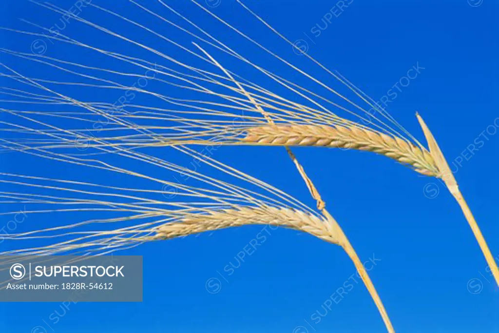 Grain   
