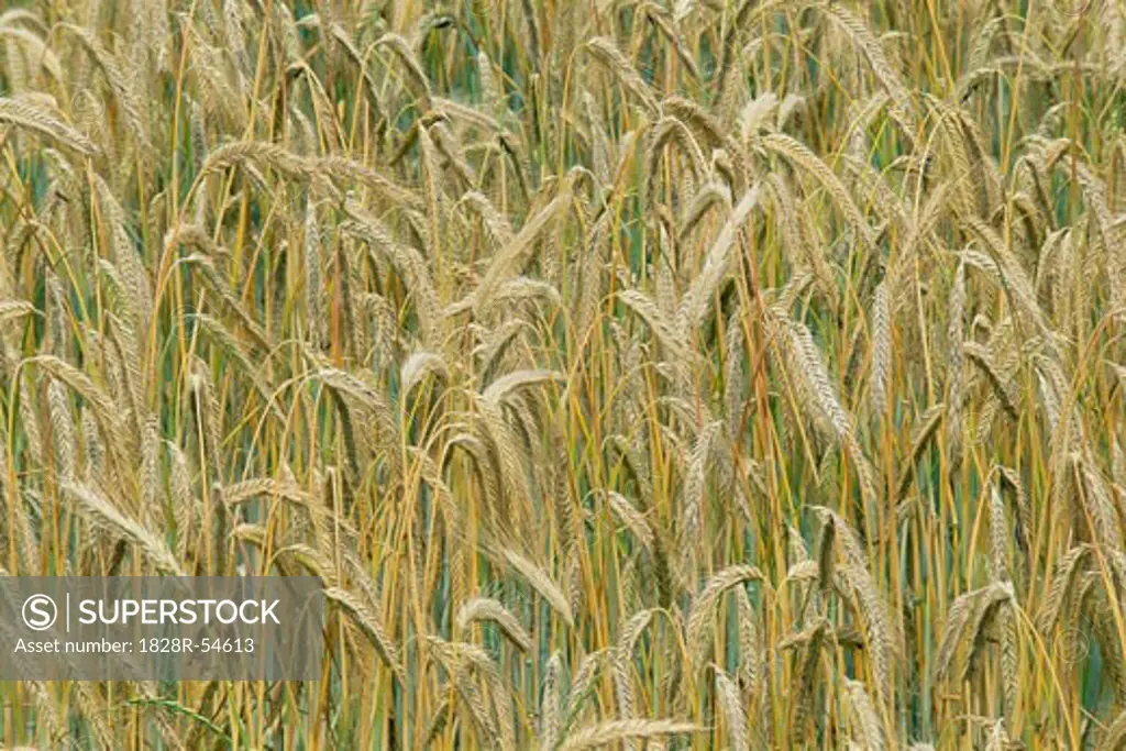 Field of Grain   