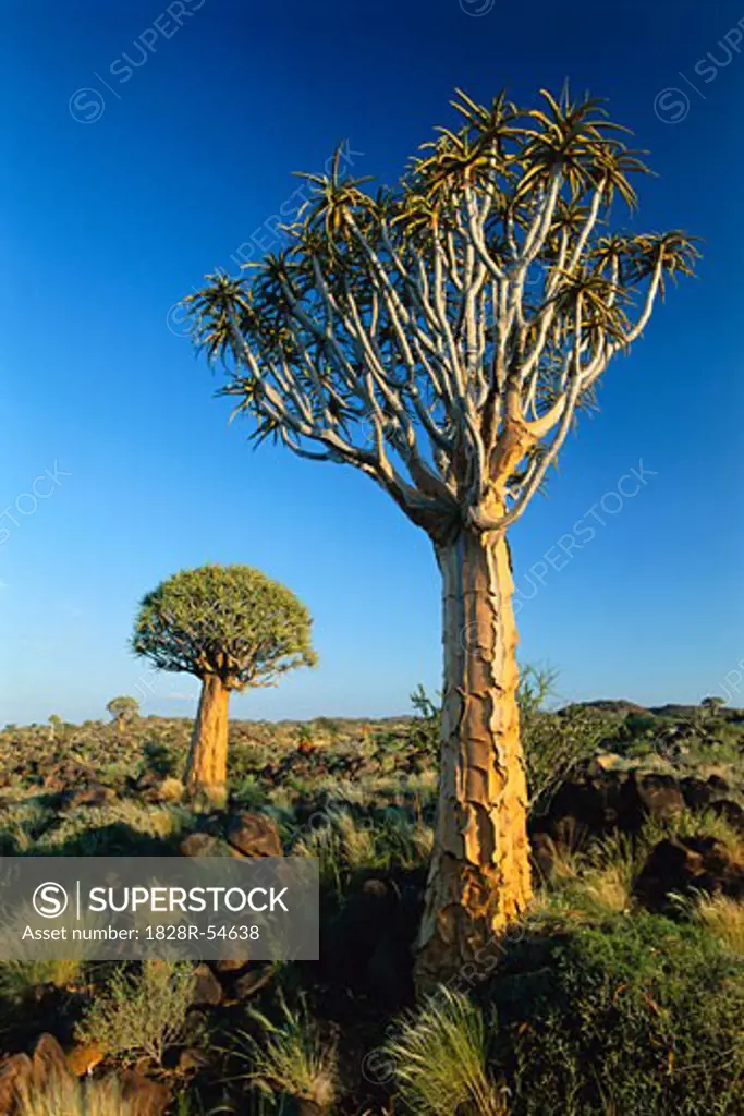 Quiver Tree, Namibia, Africa   