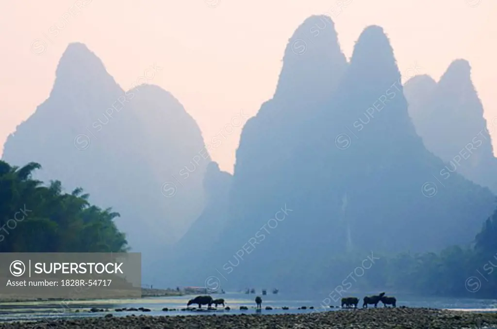 Buffalo at Li Jiang River, Xingping, Guangxi Province, China   