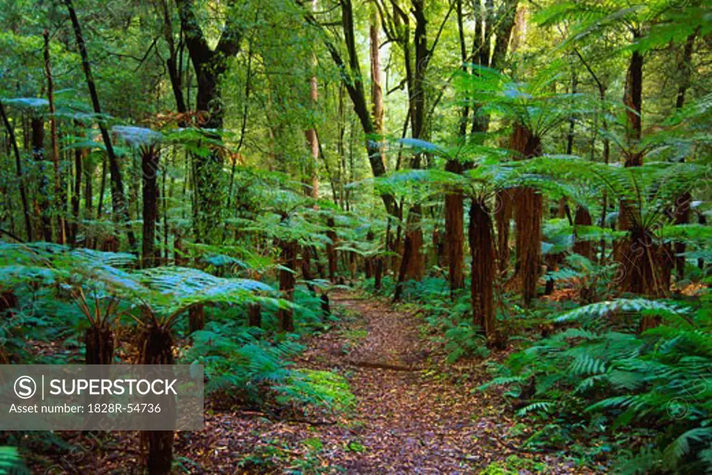 Path through Rainforest, Whirinaki Forest Park, New Zealand   