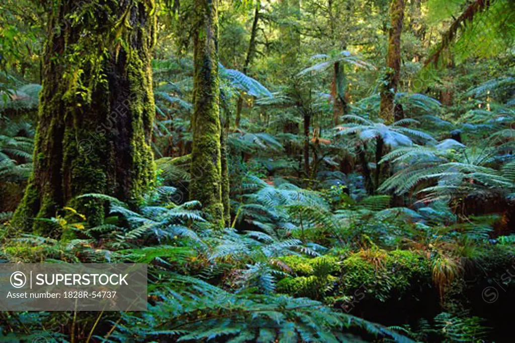 Rainforest, Whirinaki Forest Park, New Zealand   