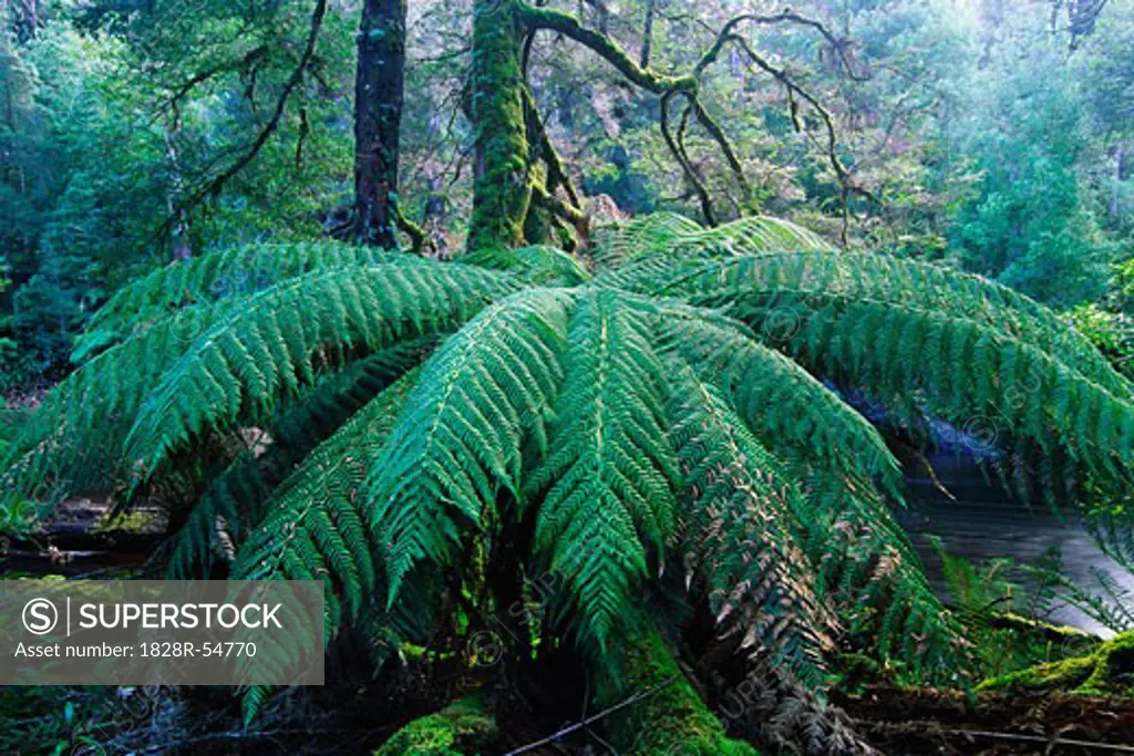 Tree Fern and Beech Trees, Styx Valley, Tasmania, Australia   