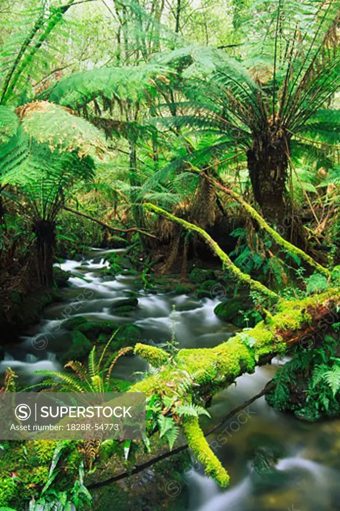 Mountain Stream and Rainforest, Mole Creek National Park, Tasmania, Australia   