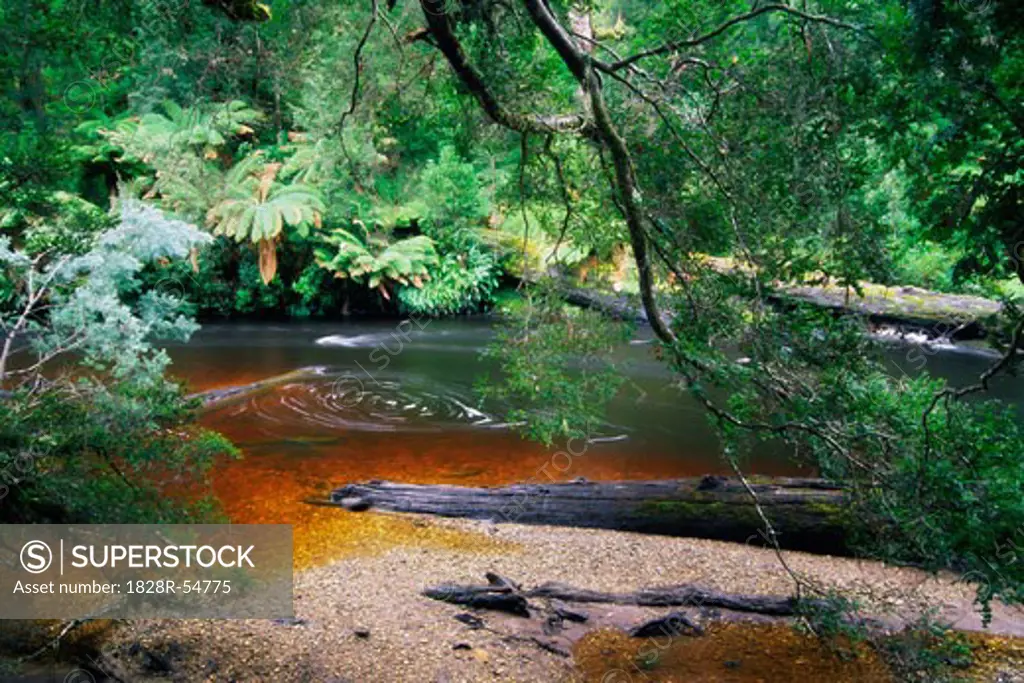 Styx River, Maydena, Tasmania, Australia   
