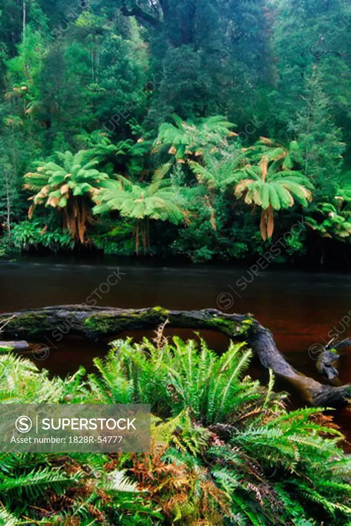 Styx River, Maydena, Tasmania, Australia   