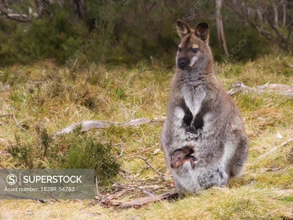 Bennetts Wallaby and Joey, Cradle Mountain Lake St. Clair National Park, Tasmania   