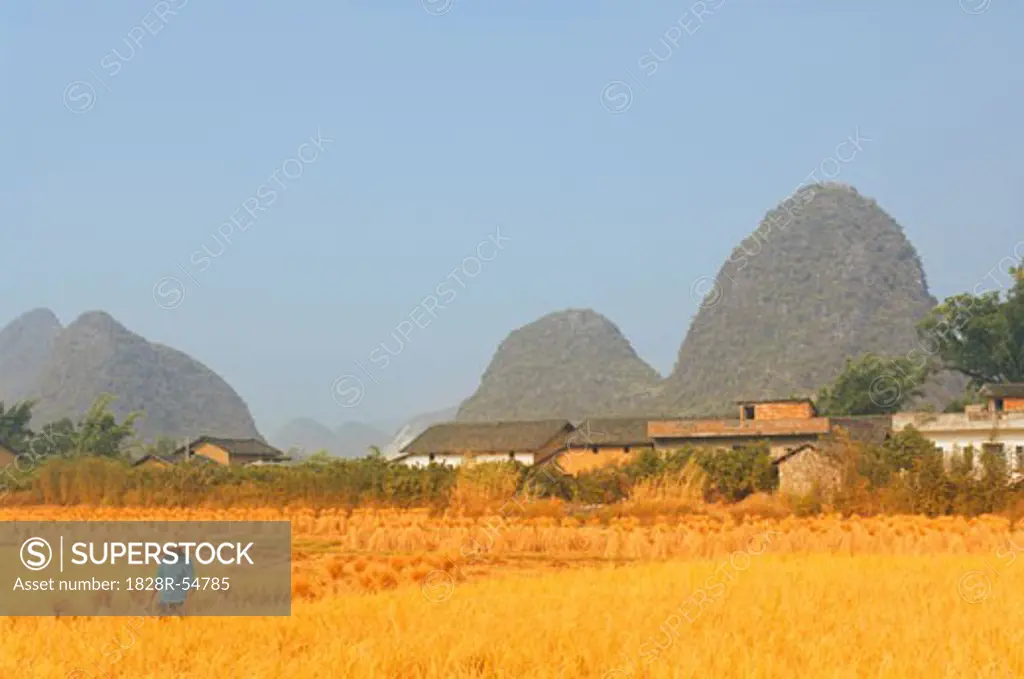 Farmer in Rice Field, Yulong River Valley, Yangshuo, Guangxi Province, China   