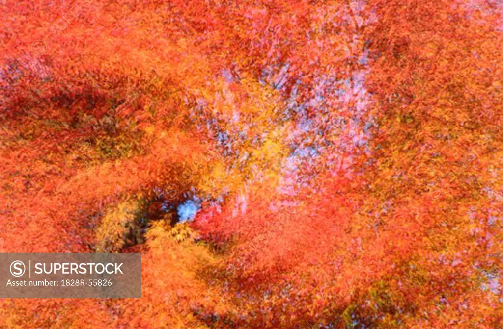 Abstract Fall Colours   