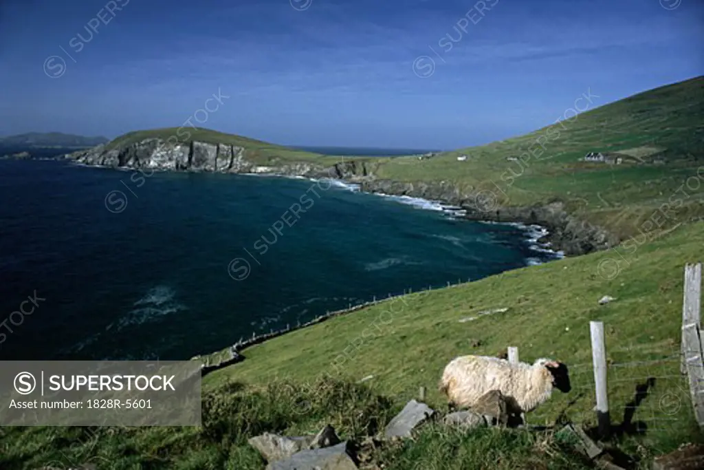 Landscape and Shoreline with Sheep near Fence, Dingle Peninsula, Ireland   