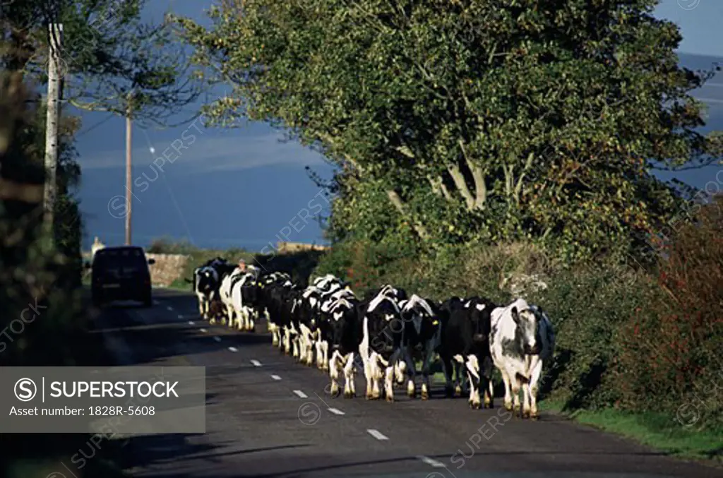 Herd of Cows on Road, Ireland   