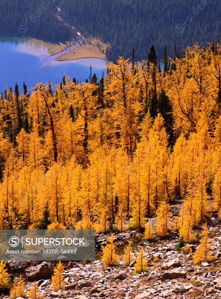 Autumn Larch, Shadow Lake, Banff National Park, Alberta, Canada   