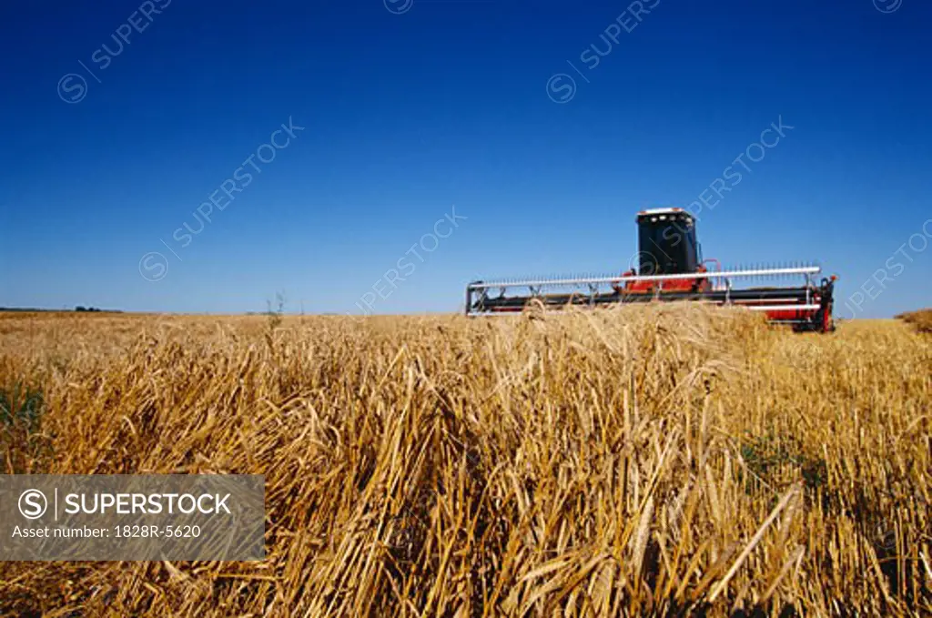 Barley Harvest   