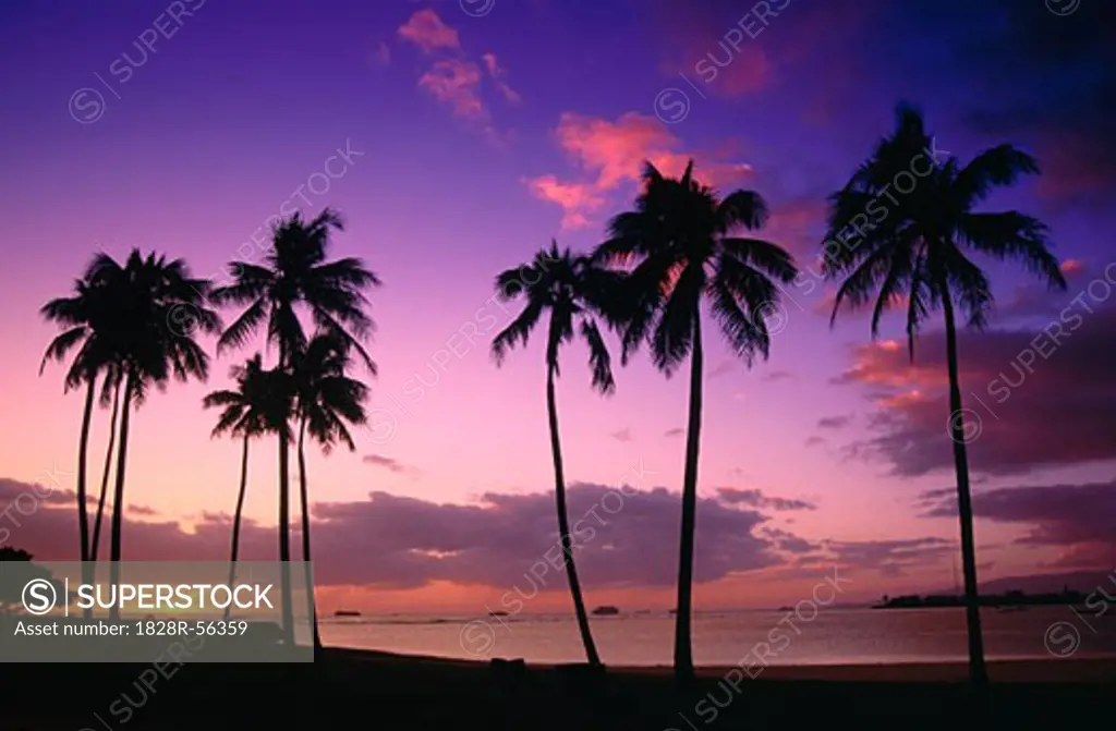 Palm Trees at Sunset, Honolulu, Hawaii, USA   