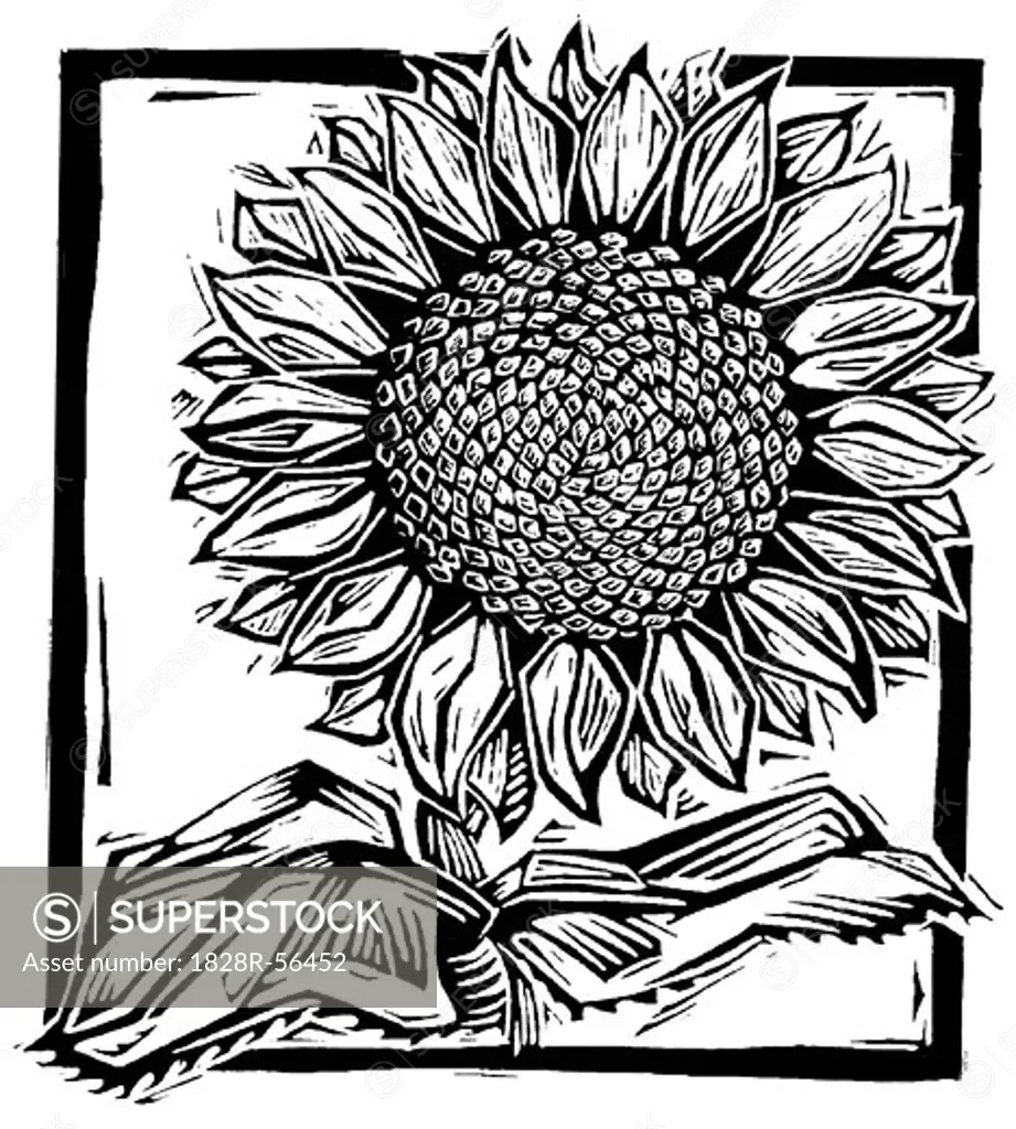 Illustration of Sunflower   
