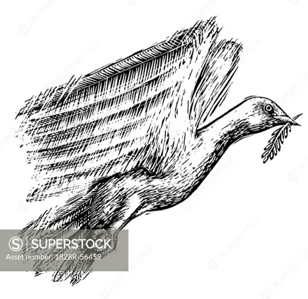Illustration of Dove   
