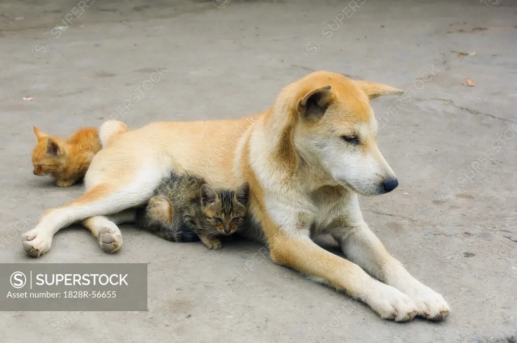 Dog and Kittens, Yangshuo, Guangxi Province, China   