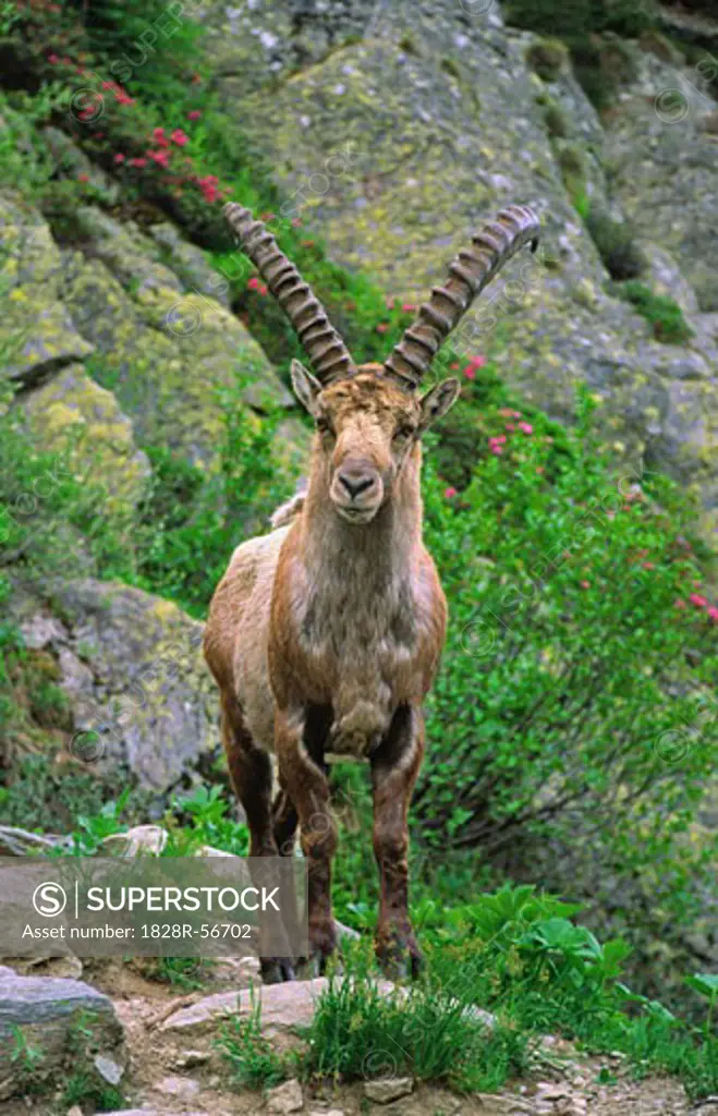 Alpine Ibex, Aiguilles Rouges, Chamonix, France   