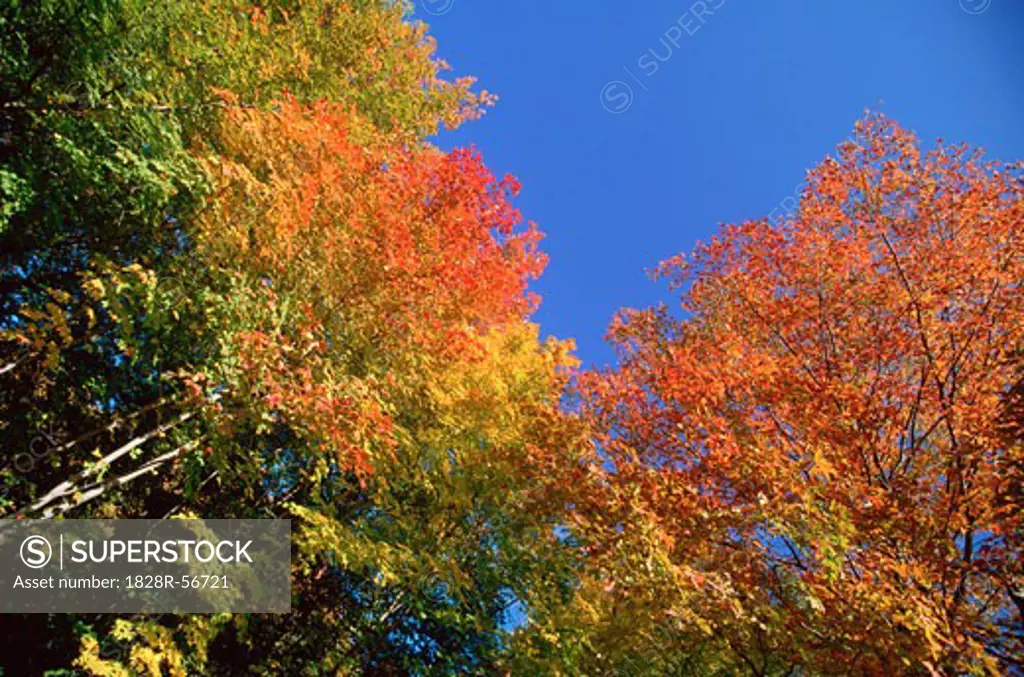 Fall Colours, Gatineau Region, Quebec, Canada   