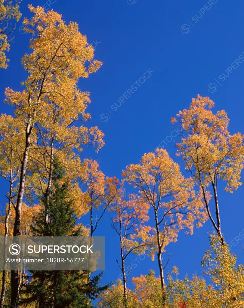 Trees in Autumn, Quebec, Canada   