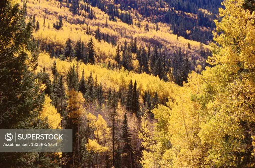 Fall Aspens, Colorado, USA   