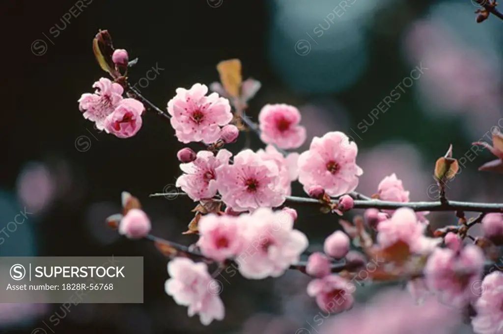 Cherry Blossoms   