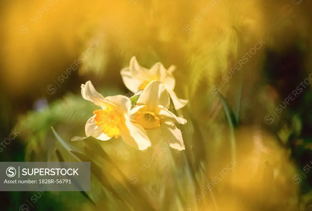 Daffodils, New Brunswick, Canada   