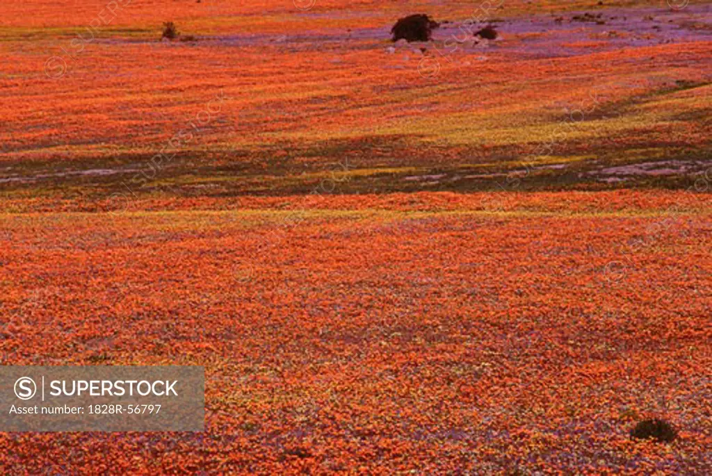 Flowers, Namaqualand, South Africa   