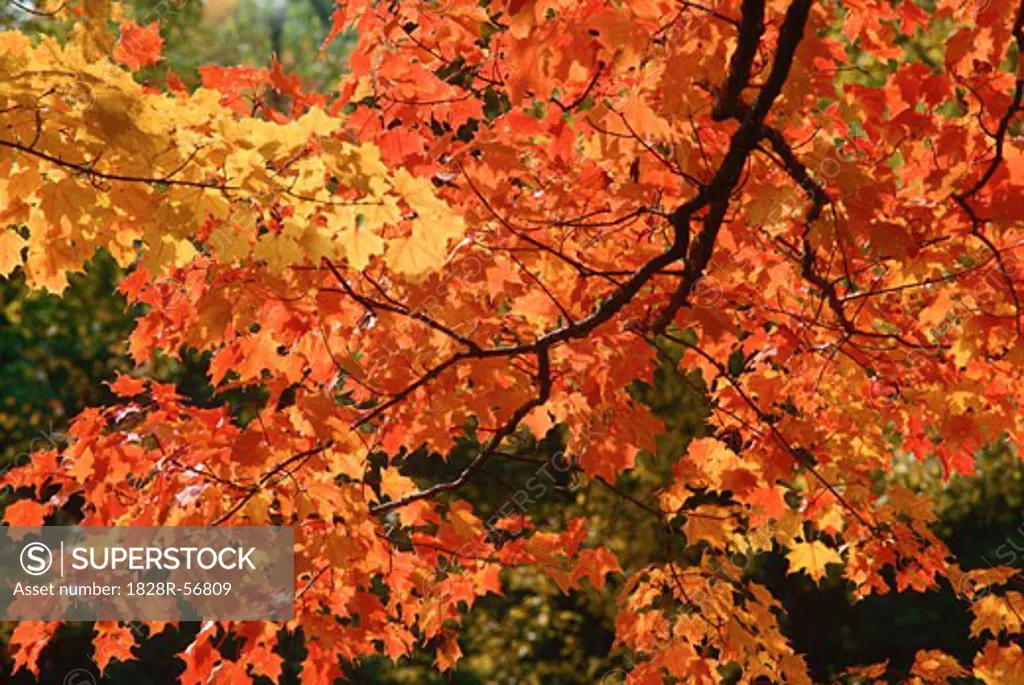 Fall Leaves on Tree, Pollett River, New Brunswick, Canada   