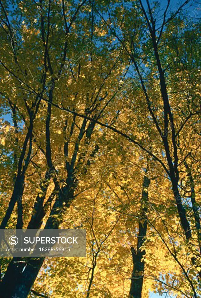 Maple Trees, near Kingston, New Brunswick, Canada   