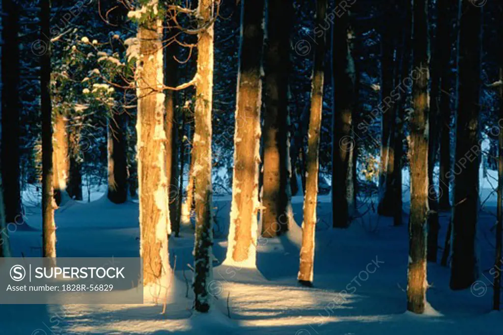 Sunlight Hitting Trees in Snow, Shamper's Bluff, New Brunswick, Canada   