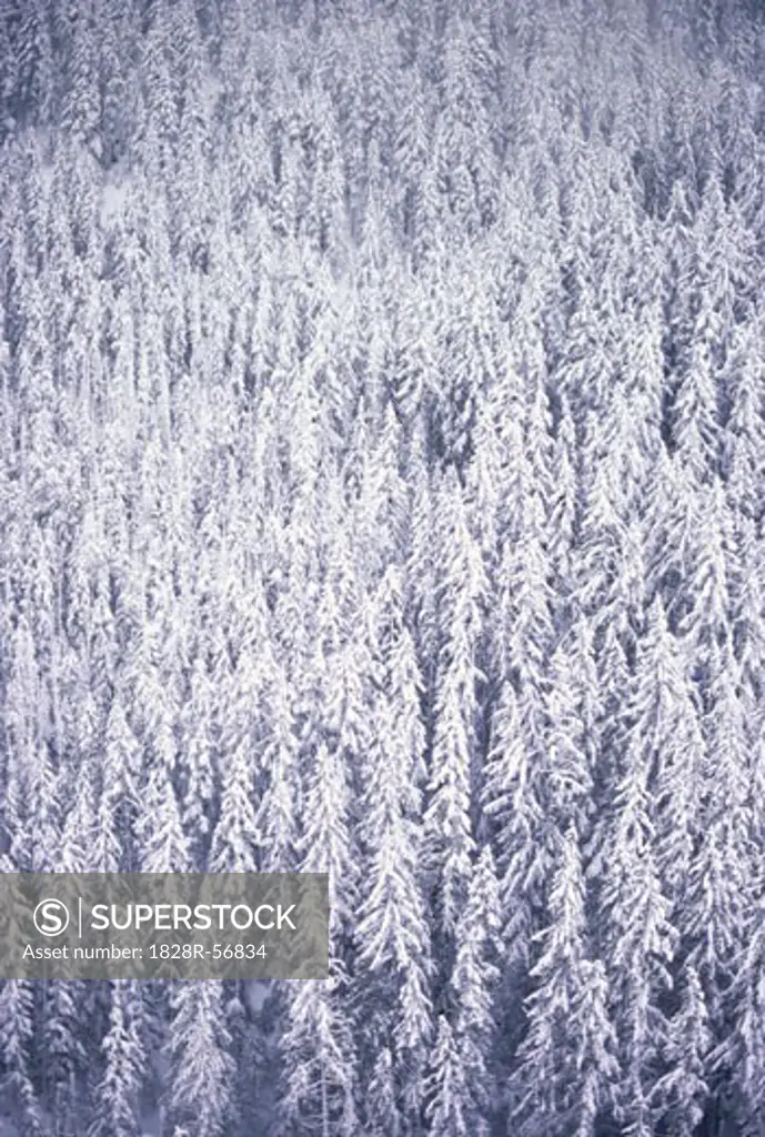 Snowy Trees, Manning Provincial Park, British Columbia, Canada   