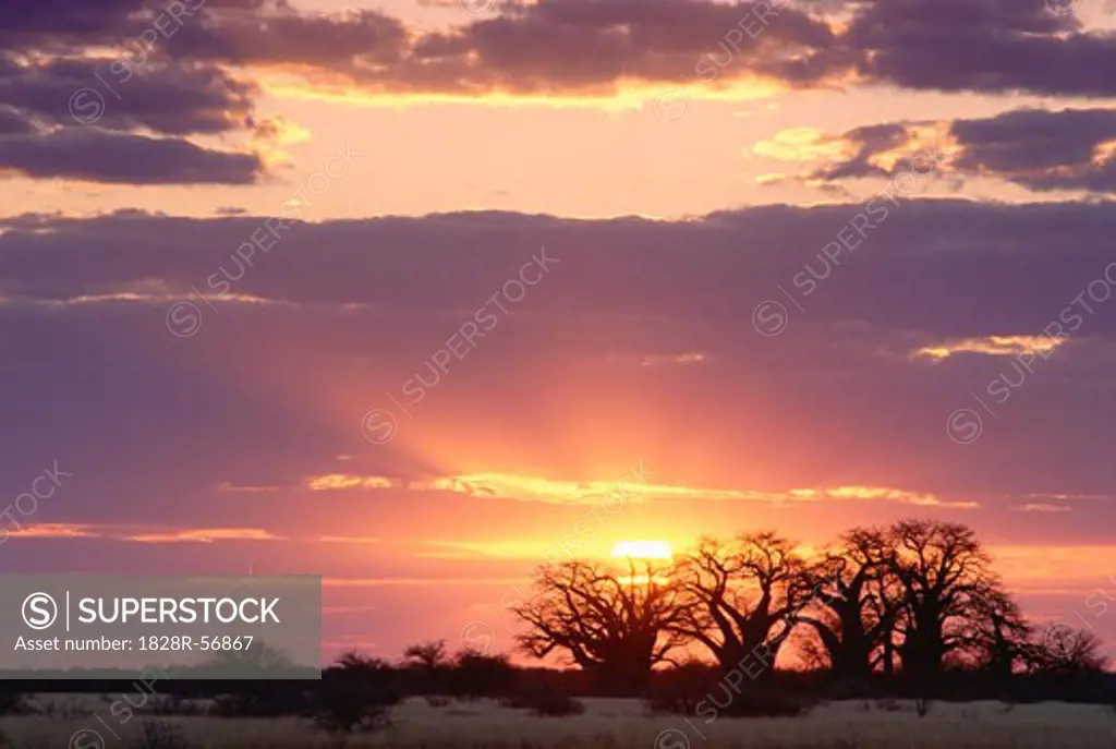 Sunset, Baines' Baobabs Nxai Pan National Park, Botswana, Africa   