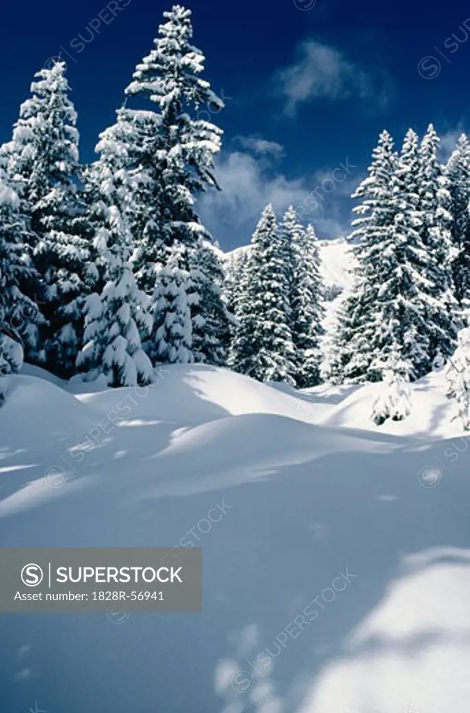Snow on Trees, Austria   