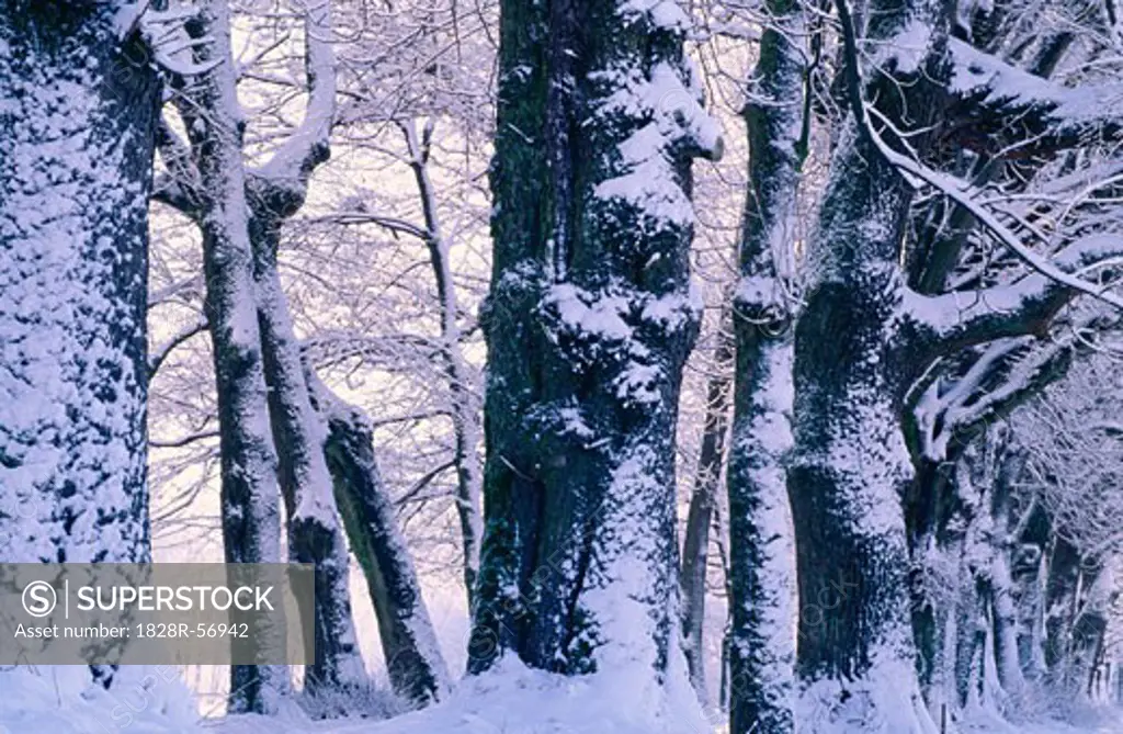 Winter Scenic, Austria   
