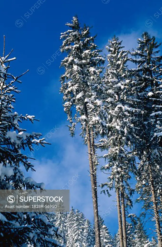 Snow Covered Trees, Austria   