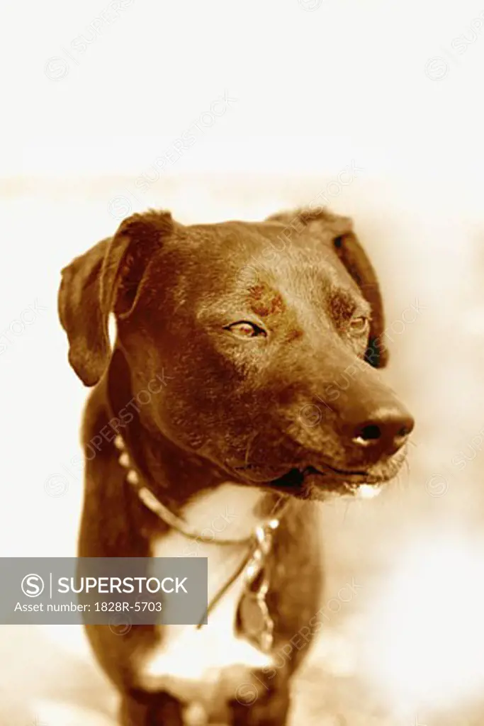 Portrait of Dog   