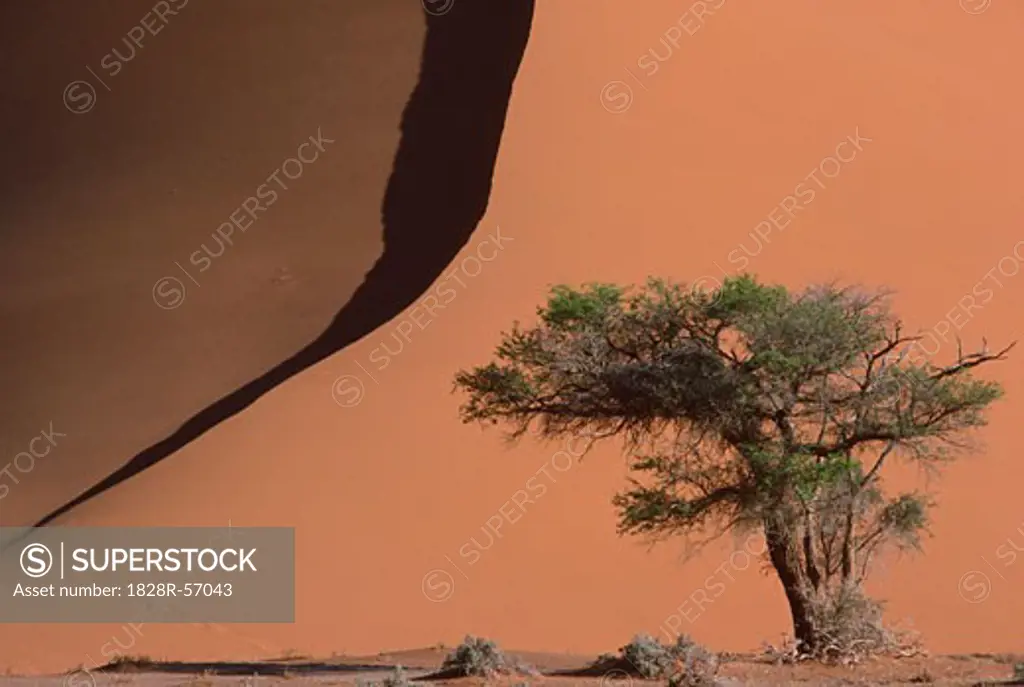 Tree and Sand Dune, Namibia   