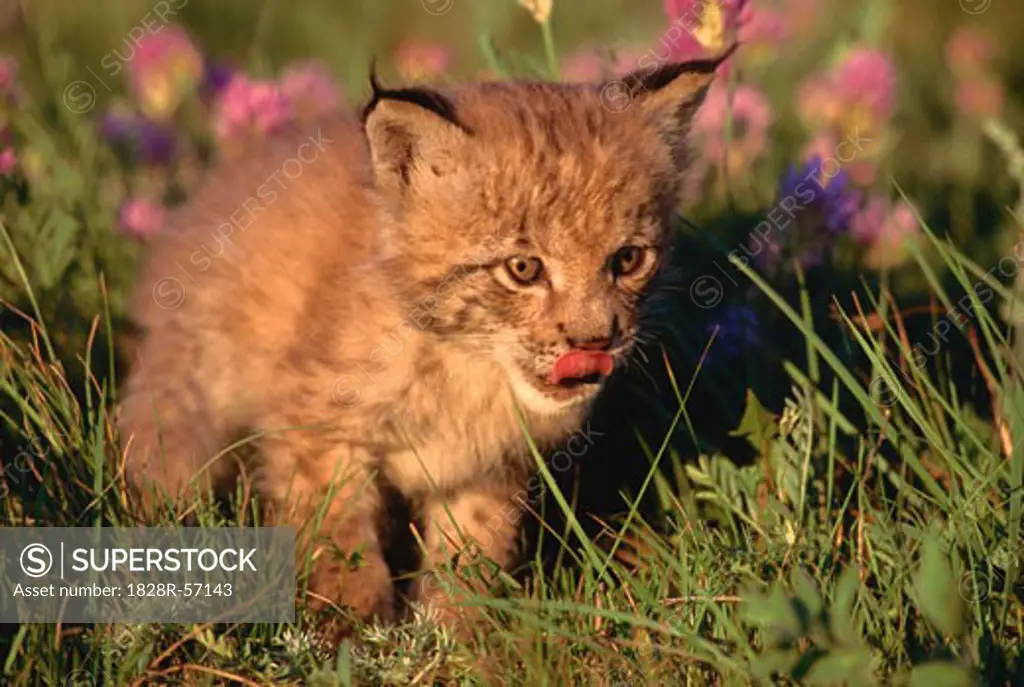 Siberian Lynx Kitten   