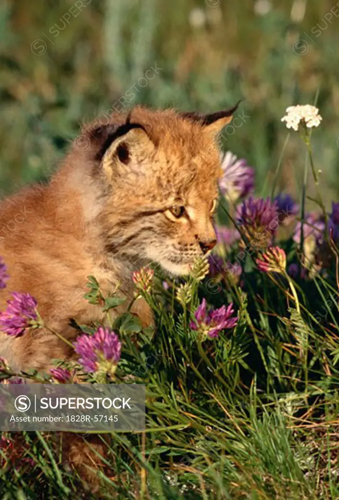 Siberian Lynx Kitten   