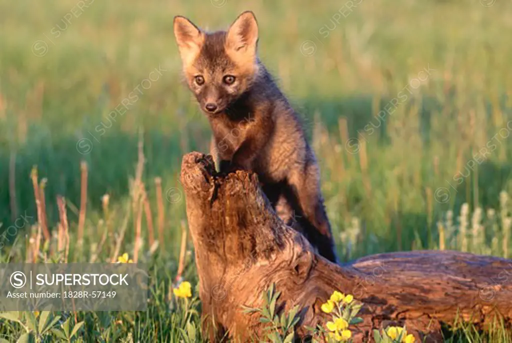Young Red Fox, Alberta, Canada   
