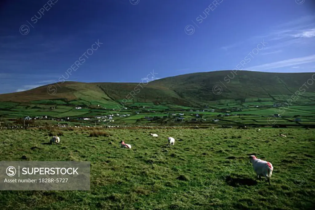 Sheep in Field near Farmland, Ireland   