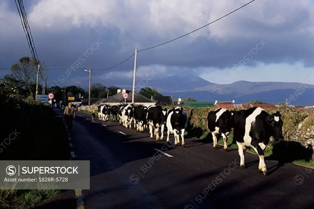 Herd of Cows on Road, Ireland   