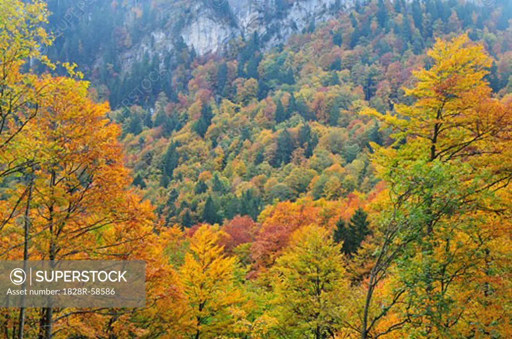 Autumn Forest in Mountains, Bernese Alps, Switzerland   
