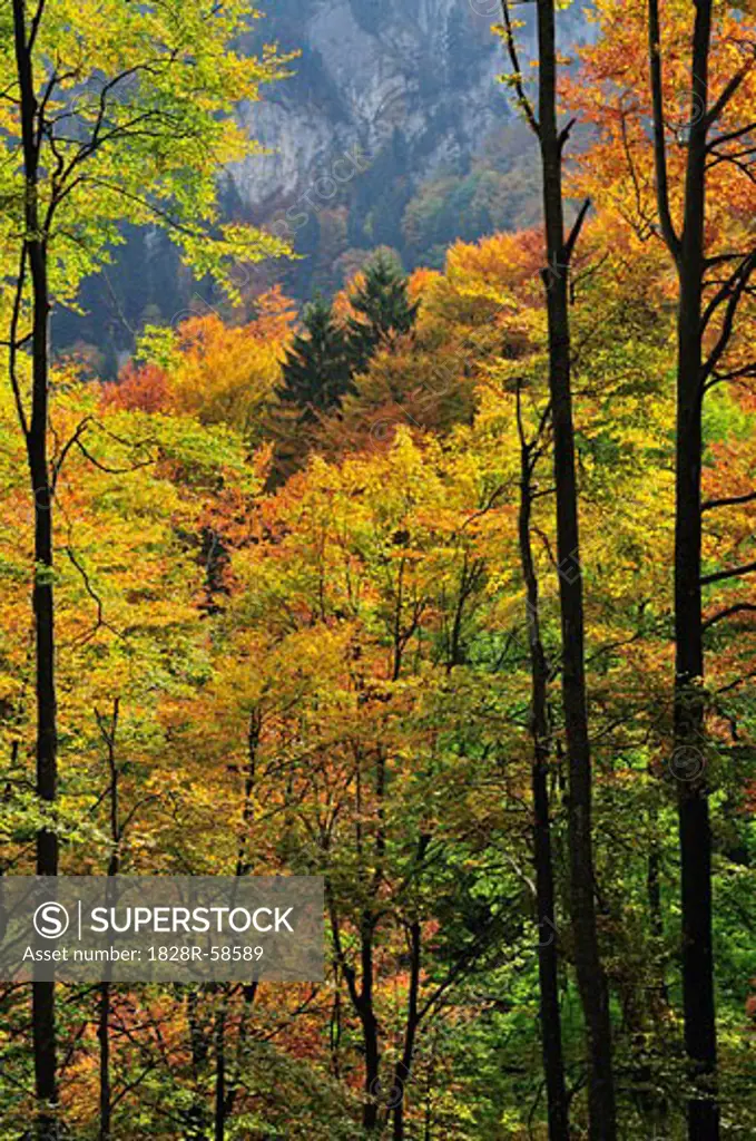 Autumn Forest in Mountains, Bernese Alps, Switzerland   