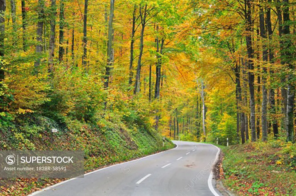 Road through Forest, Danube Valley, Baden-Wurttemberg, Germany   