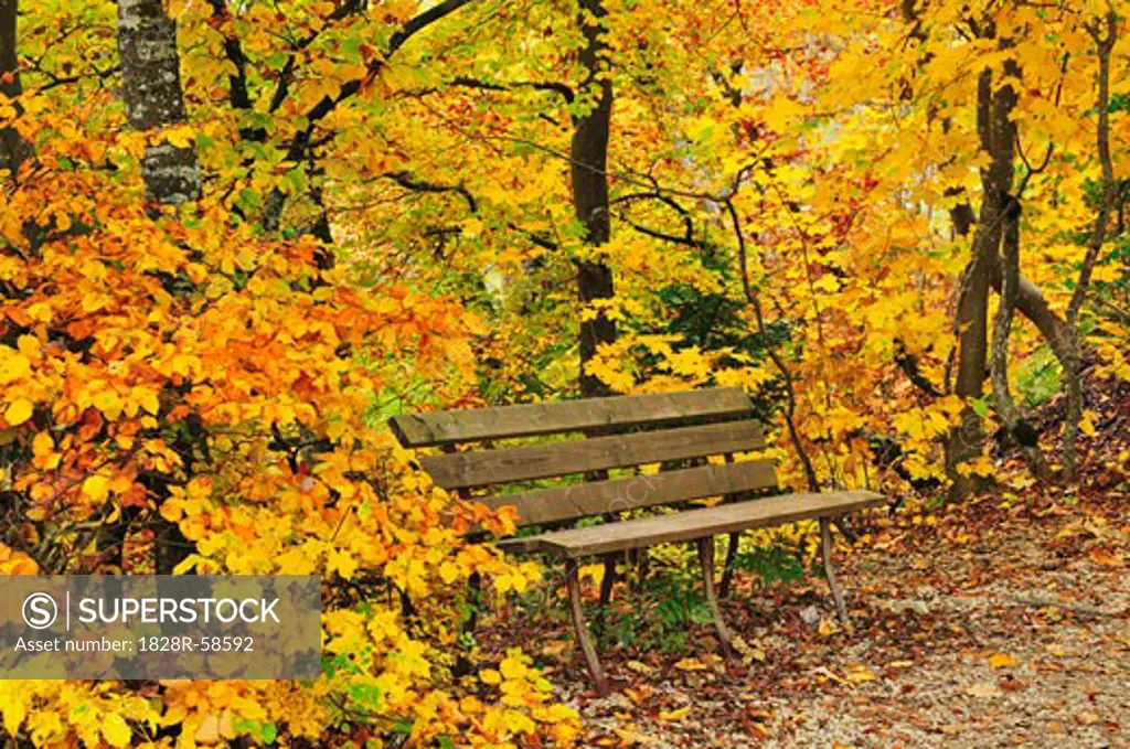 Park Bench in Autumn Forest, Danube Valley, Baden-Wurttemberg, Germany   