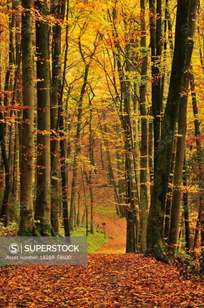 Path through Forest, Franconian Switzerland, Bavaria, Germany   